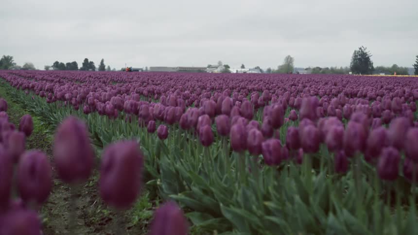 Tulips are blooming in a field on a cloudy day