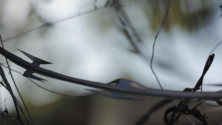 Vines and leaves are clinging to a barbed wire fence during the day