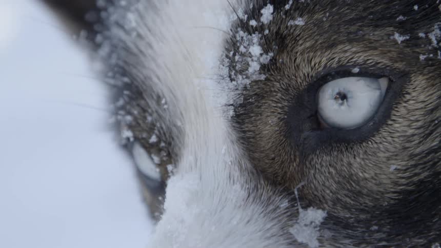 A dog stands outside in snow