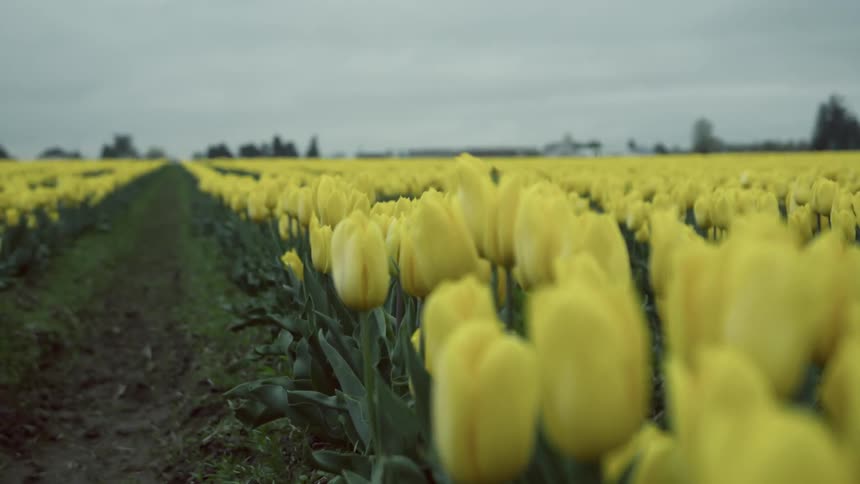 Rows of yellow tulips on a farm