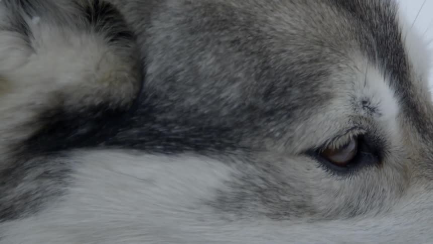 A dog is panting as it runs outside in winter