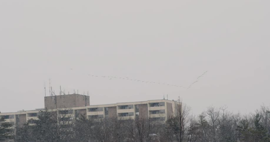 Birds flying in formation on a snowy day
