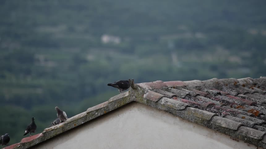 Birds sit on the peak of a roof