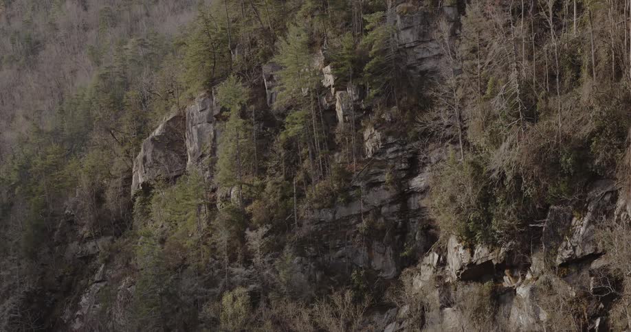 A rocky cliffside covered in trees