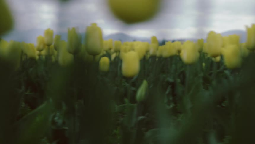 Field of yellow flowers sits under a cloudy sky