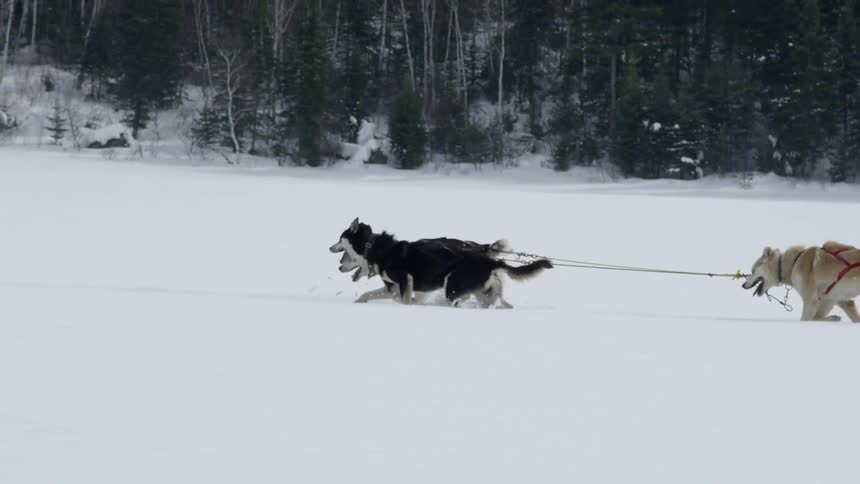 Sled dogs run in the snow