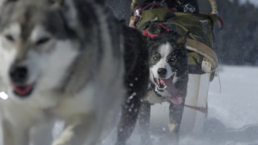 A team of sled dogs is running as they pull a sled on a winter day