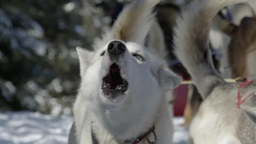 The dogs look forward barking in the snow