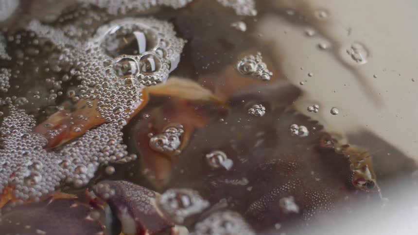 Crab swims in bubbling water