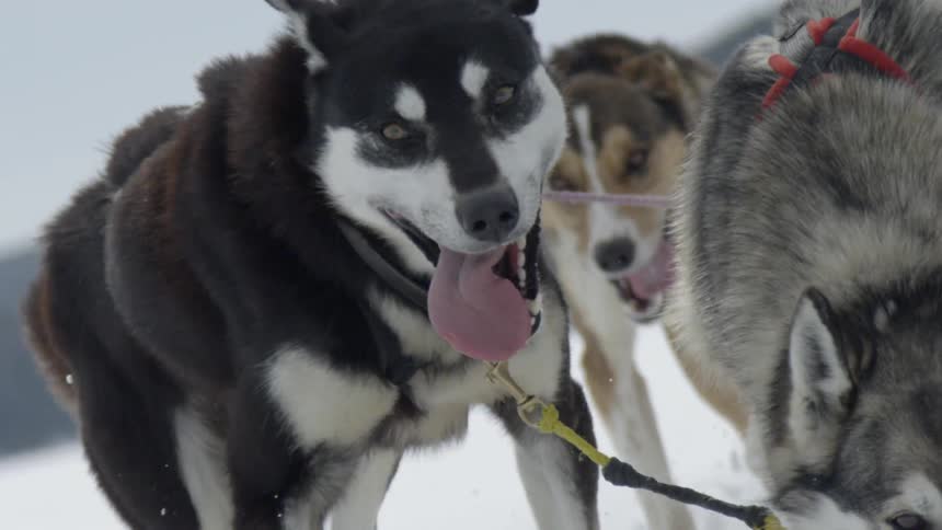 Several dogs leashed together run in the snow