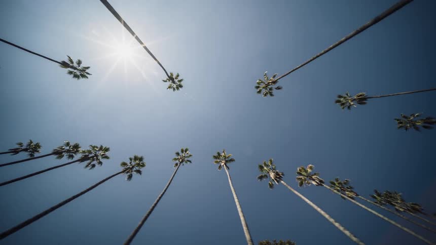 Tall palm trees tower overhead