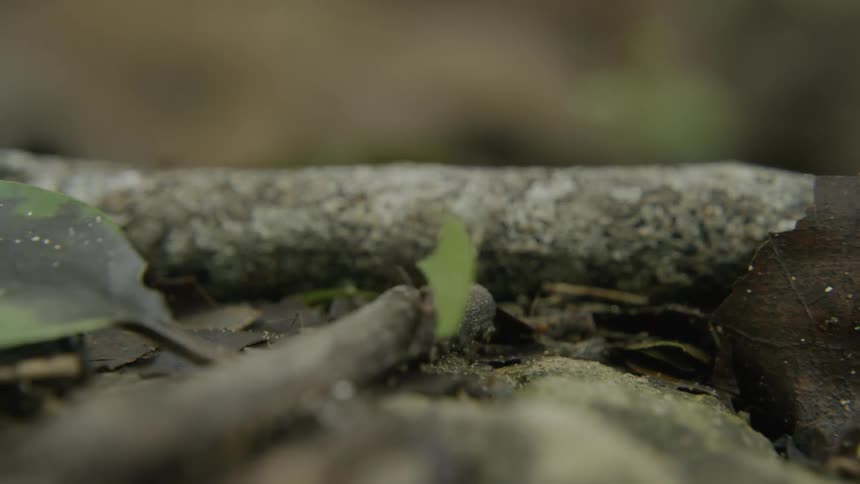 Insects carry green leaves over the branches