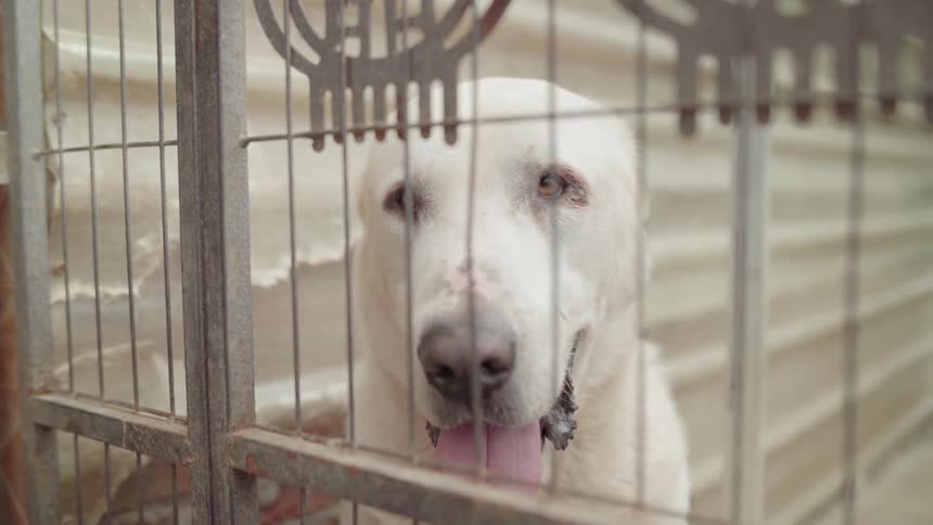 White dog sits behind a fence as it is panting
