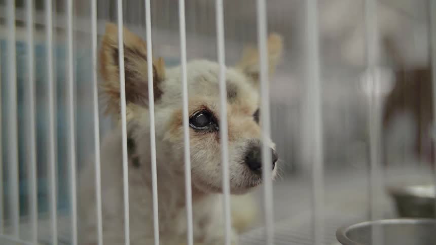 A dog sits in a cage