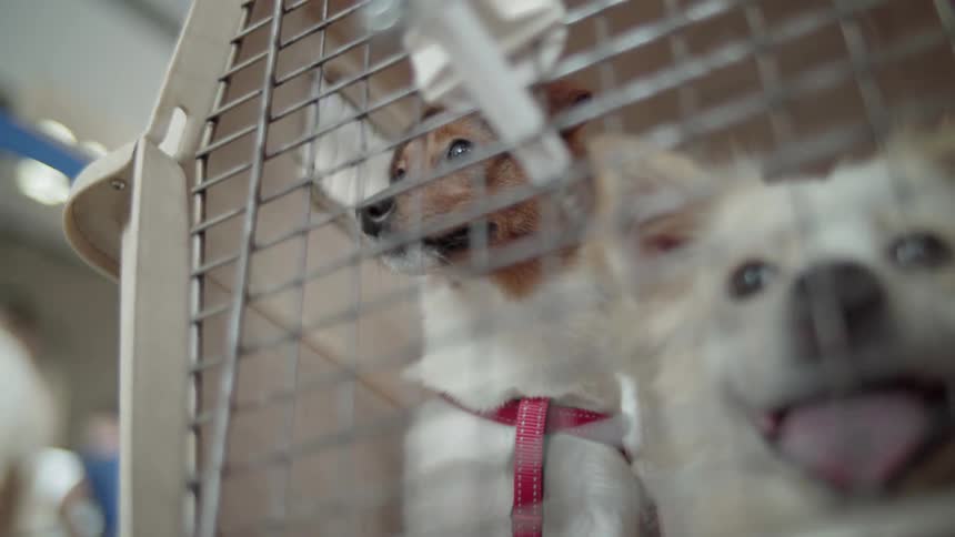 Dogs pant in a crate