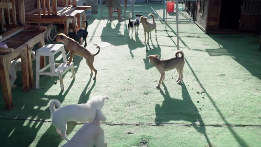 Many dogs walk around in a yard by furniture on a sunny day