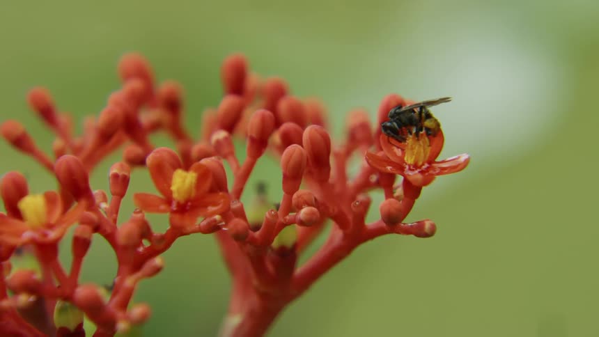 Bee sits on a pink flower as it collects pollen