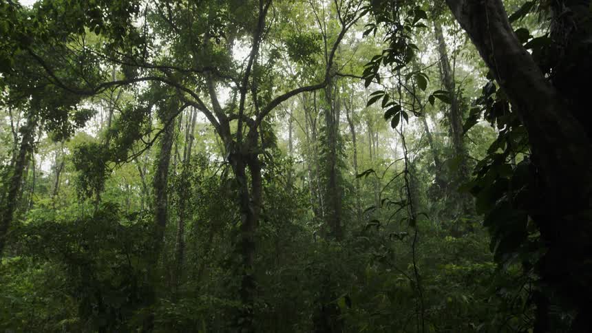 Vines hang from trees in a forest in daylight