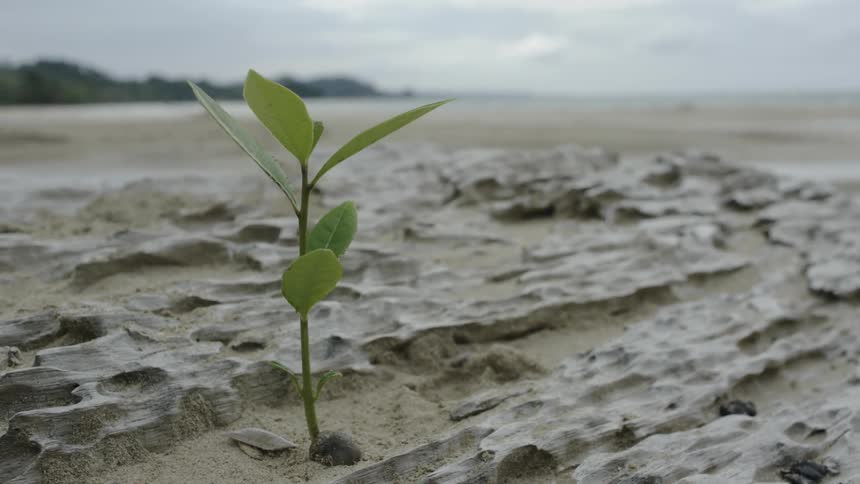 A plant grows in sand