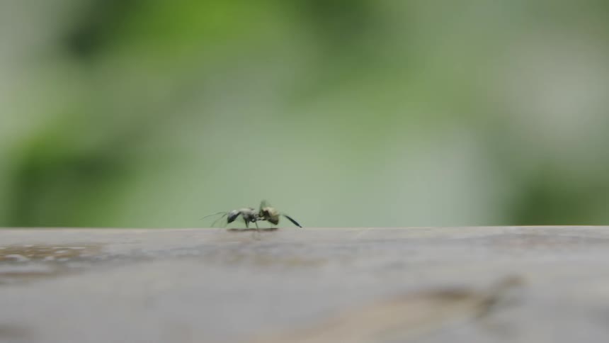 An ant quickly walks down a log