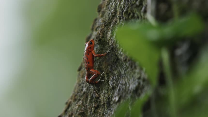 The red frog hangs from the side of the tree