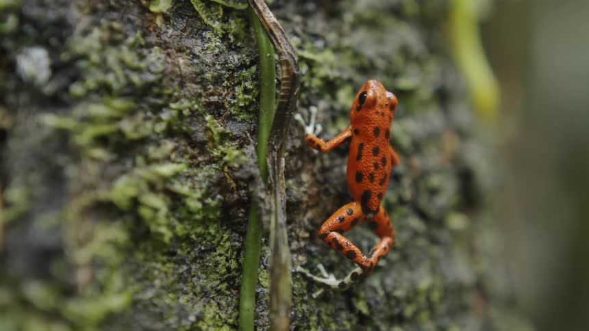 A frog rests on a mossy rock