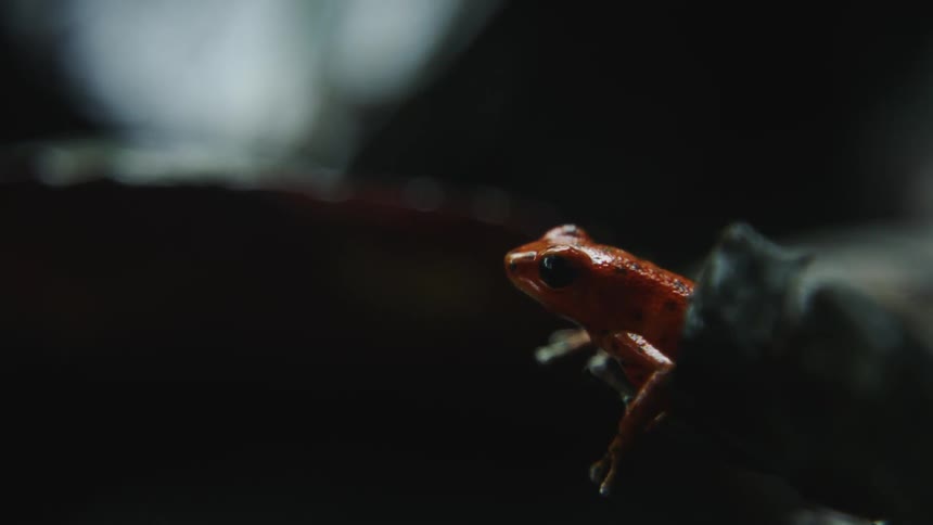 The small red frog sits in the dark room