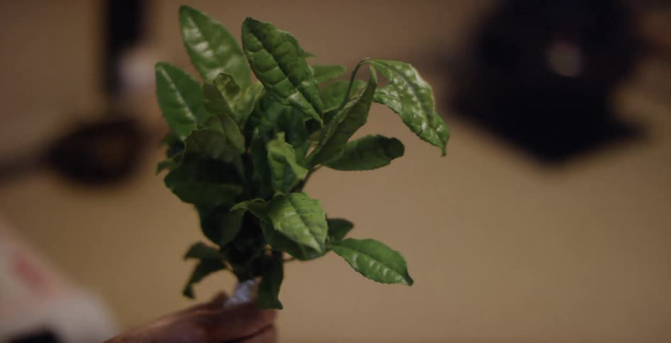 A hand holds a bundle of leaves