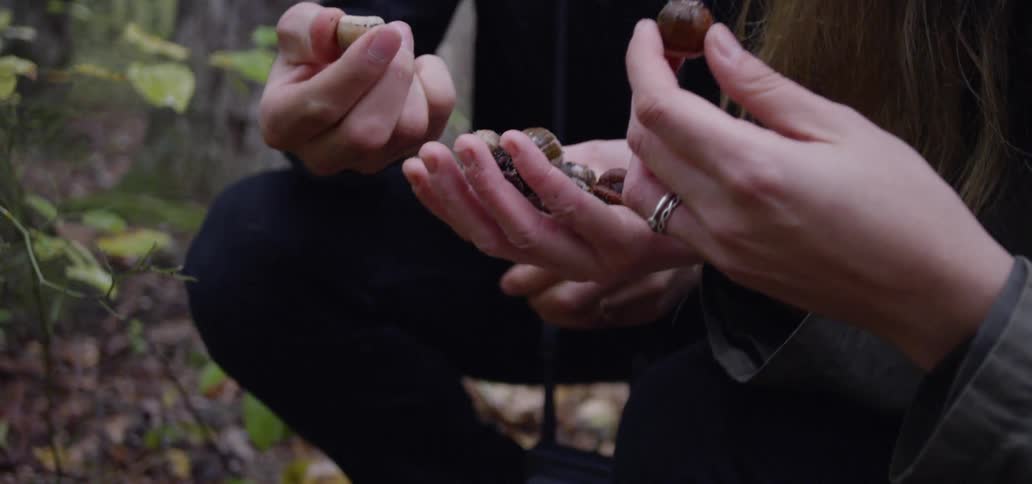 People are crouched examining acorns
