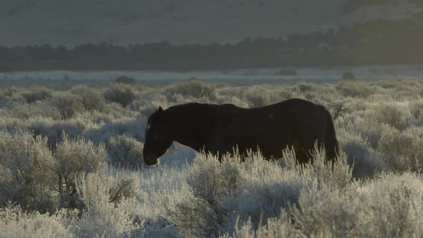 A horse is wandering through a desert valley in the afternoon