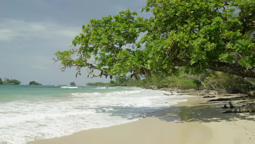 Waves crash into the sandy beach near the trees