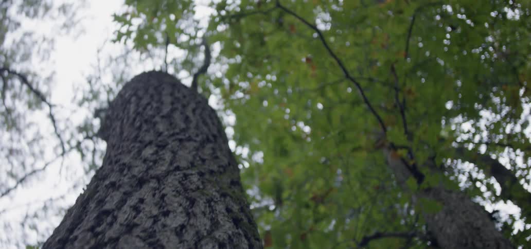 Large trunk of a tree in the woods