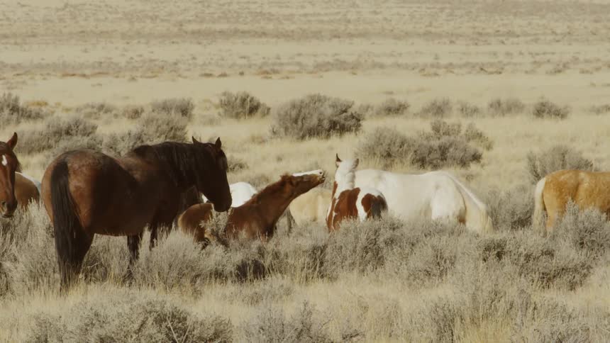 Horses stand and graze in tall grass while two horses nuzzle