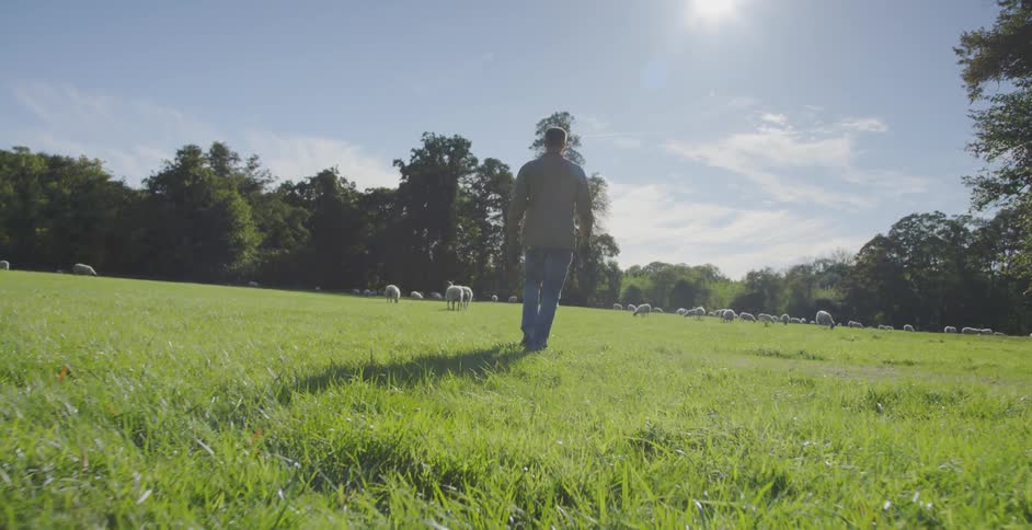 Man walks across a grassy field toward a herd of sheep