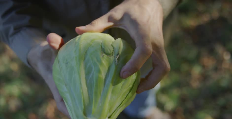 A farmer holds a head of lettuce