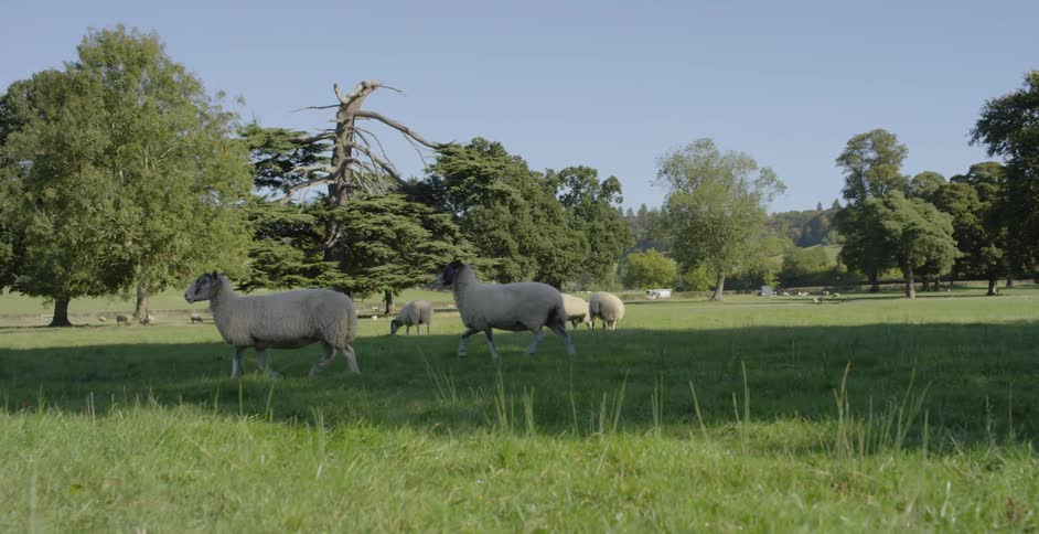 The sheep travel along the long field