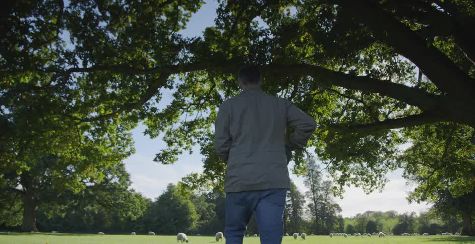 Man walks in a meadow near sheep
