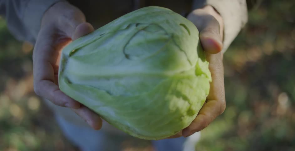 Man holds a green cabbage in his hands