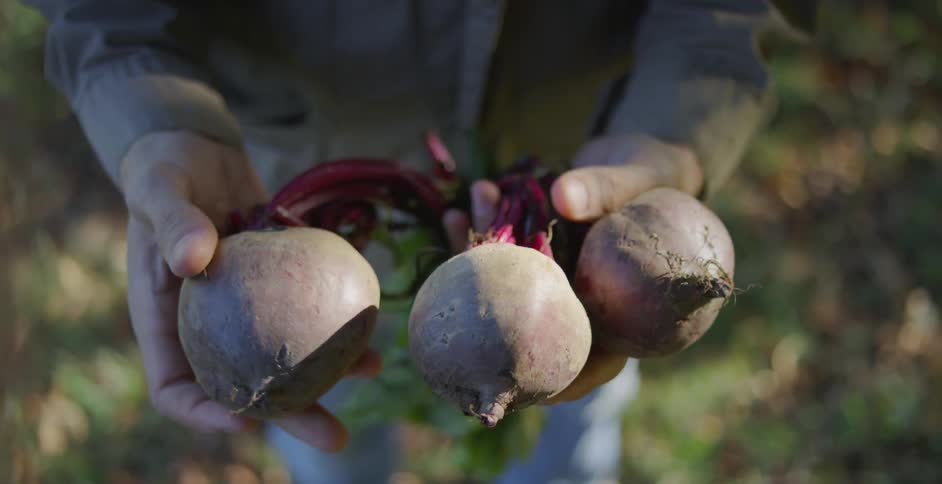 The person is holding three large radishes
