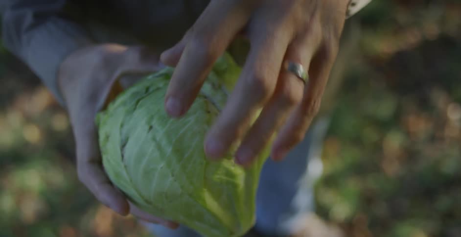 A farmer holds a head of lettuce