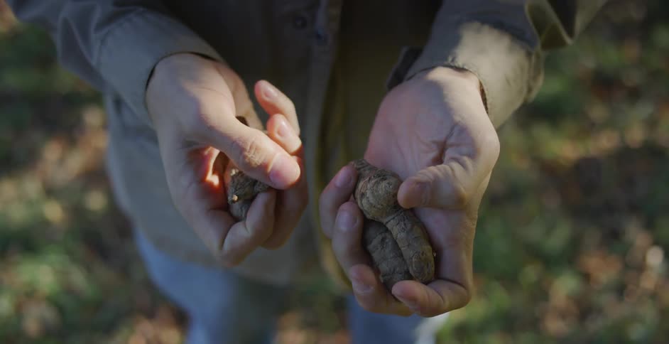Person passes roots from one hand to another