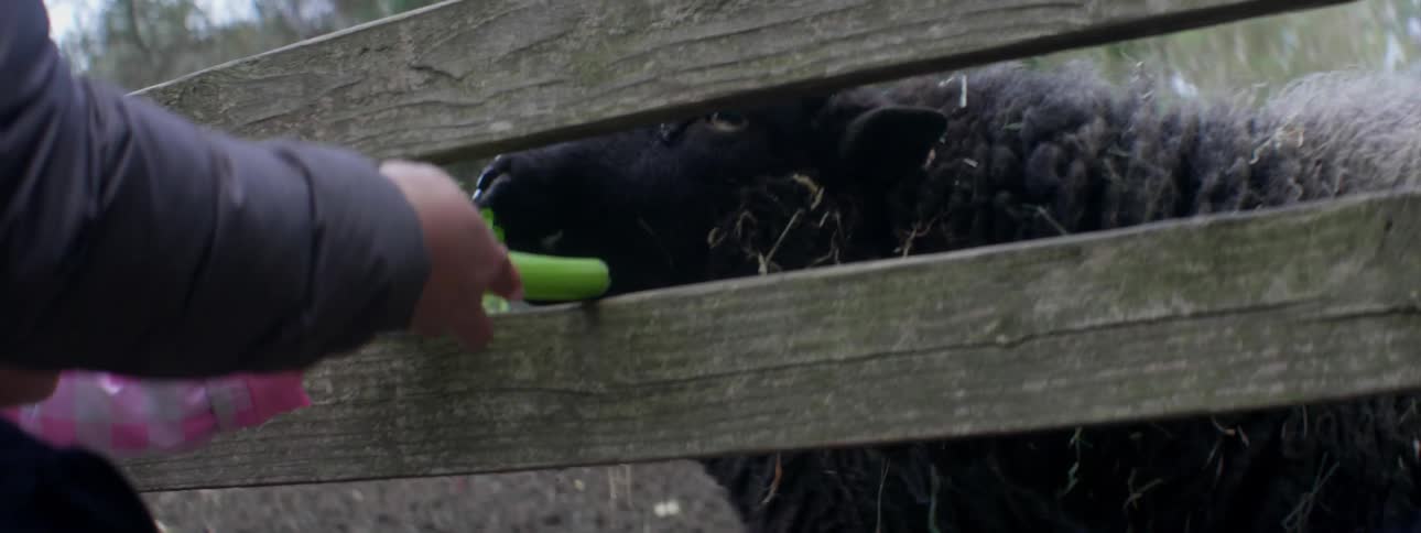 Person feed black sheep celery through a wooden fence