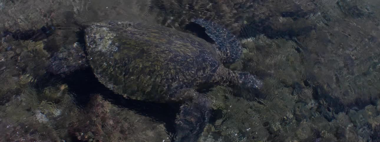 A turtle swims in the water