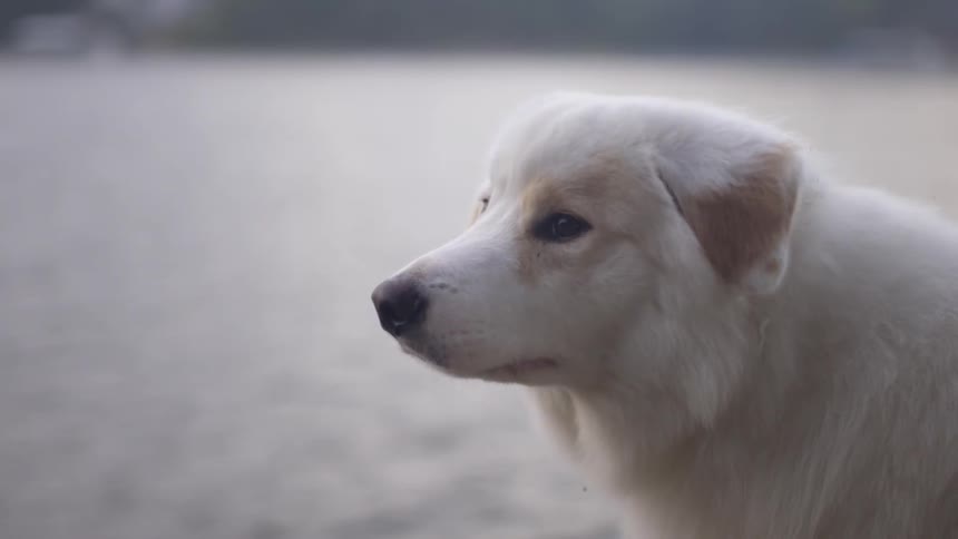 A white dog standing in front of a lake
