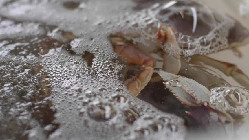 The crab is moving around in the water