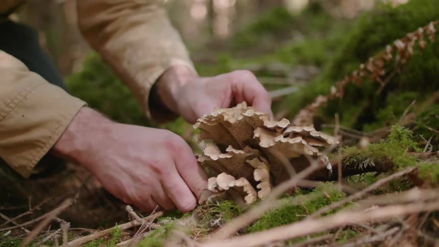 A man harvests a mushroom in a forest