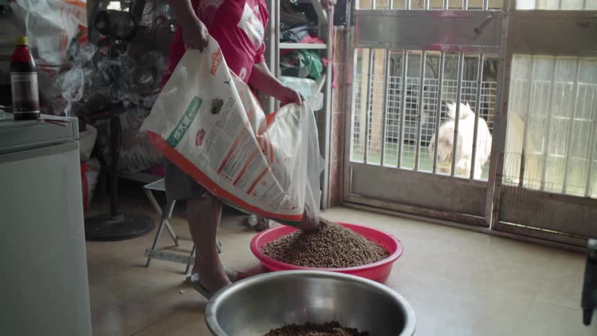 A woman in an animal shelter pours dog food into a large bowl while dogs watch from behind a door