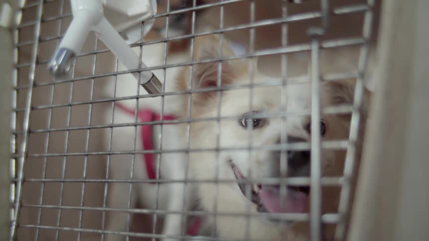 Two small dogs share a cage