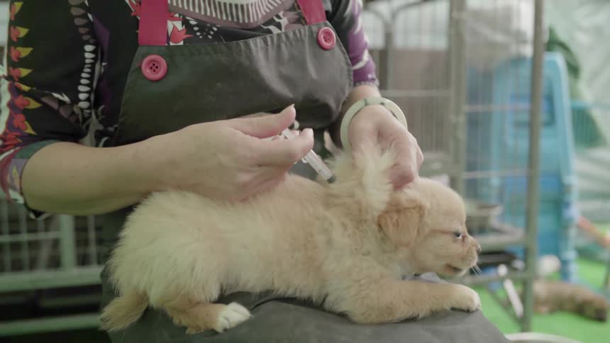 Person gives a shot to a puppy