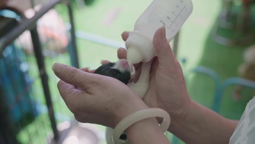The person is feeding a puppy with a bottle